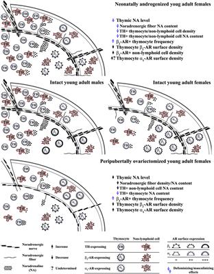 Intrinsic and Extrinsic Thymic Adrenergic Networks: Sex Steroid-Dependent Plasticity